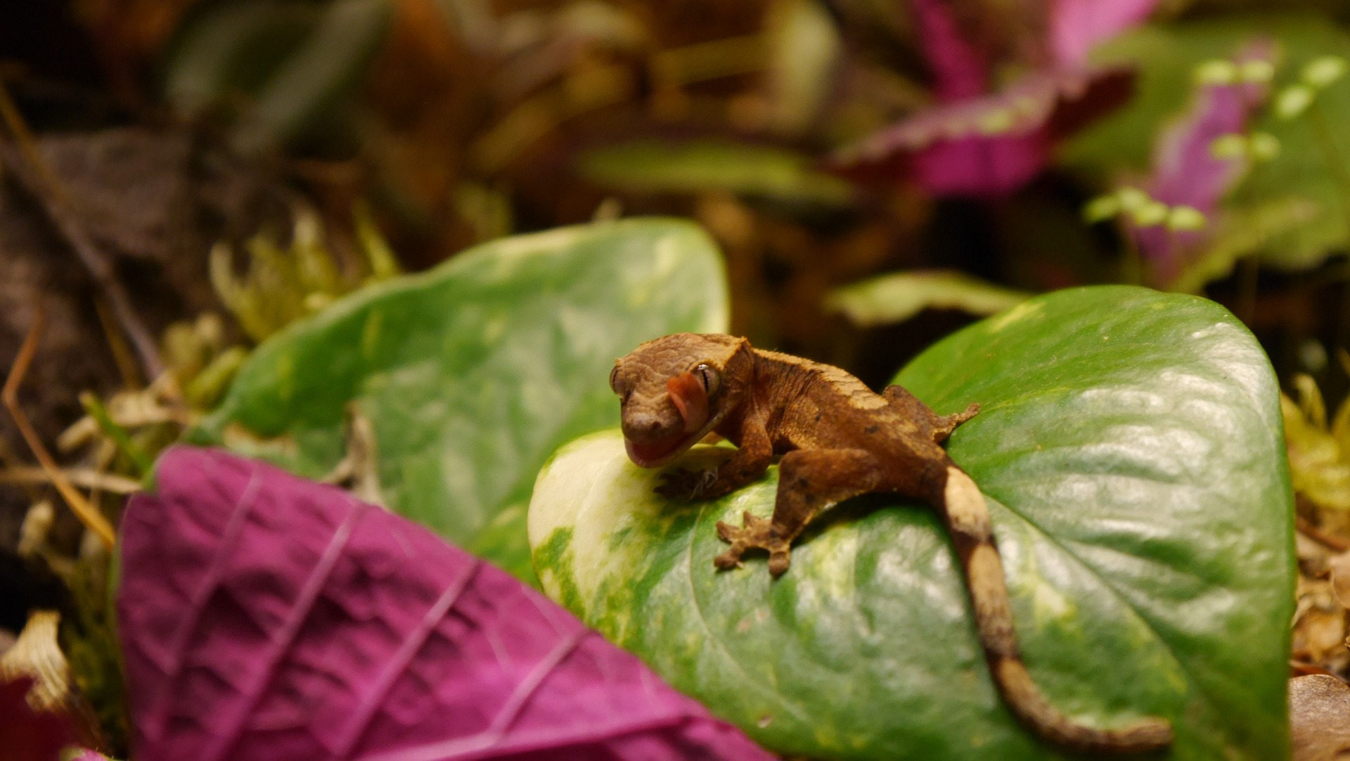 Do Crested Geckos Need Baths or Not? Pet Engineers