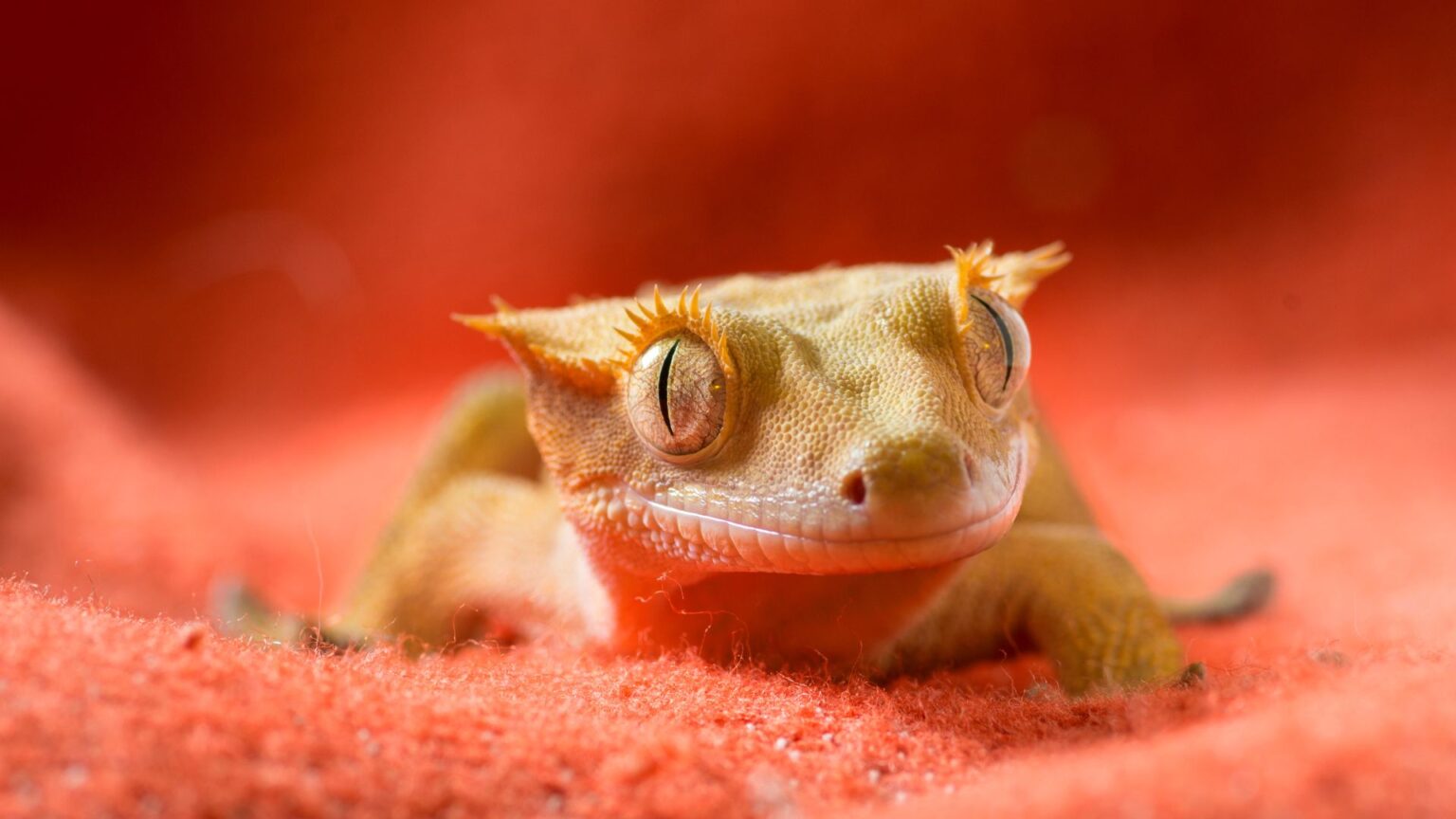 How Long Can a Crested Gecko Go Without Eating Food or Water? Pet