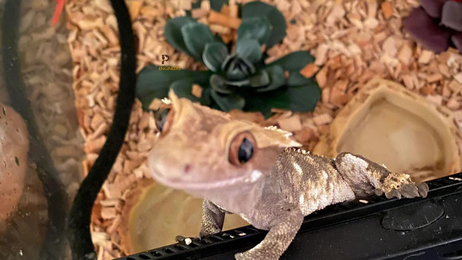Crested Gecko Eating Substrate? Here's Why Pet Engineers