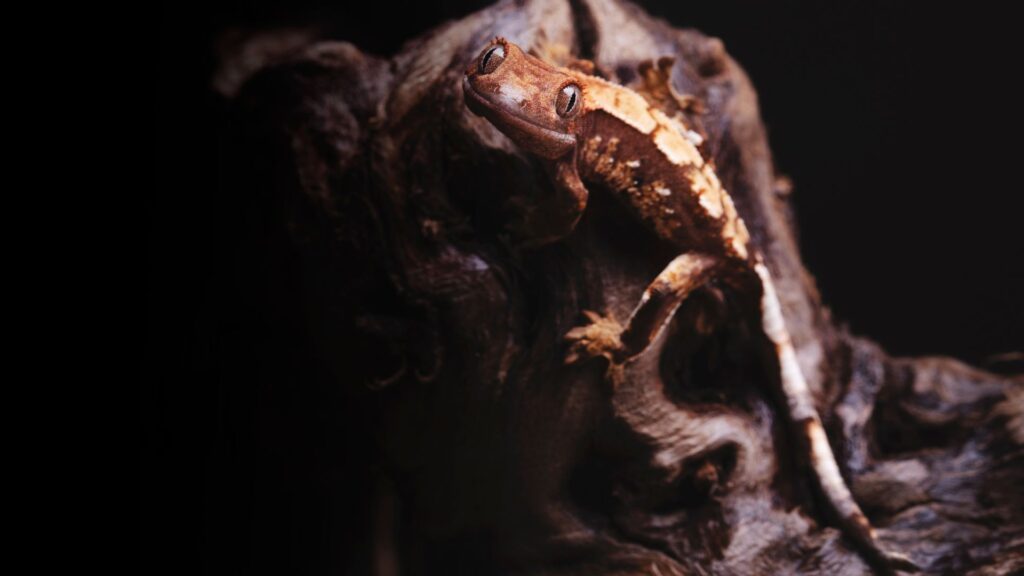 The Complete Crested Gecko Diet Guide Pet Engineers