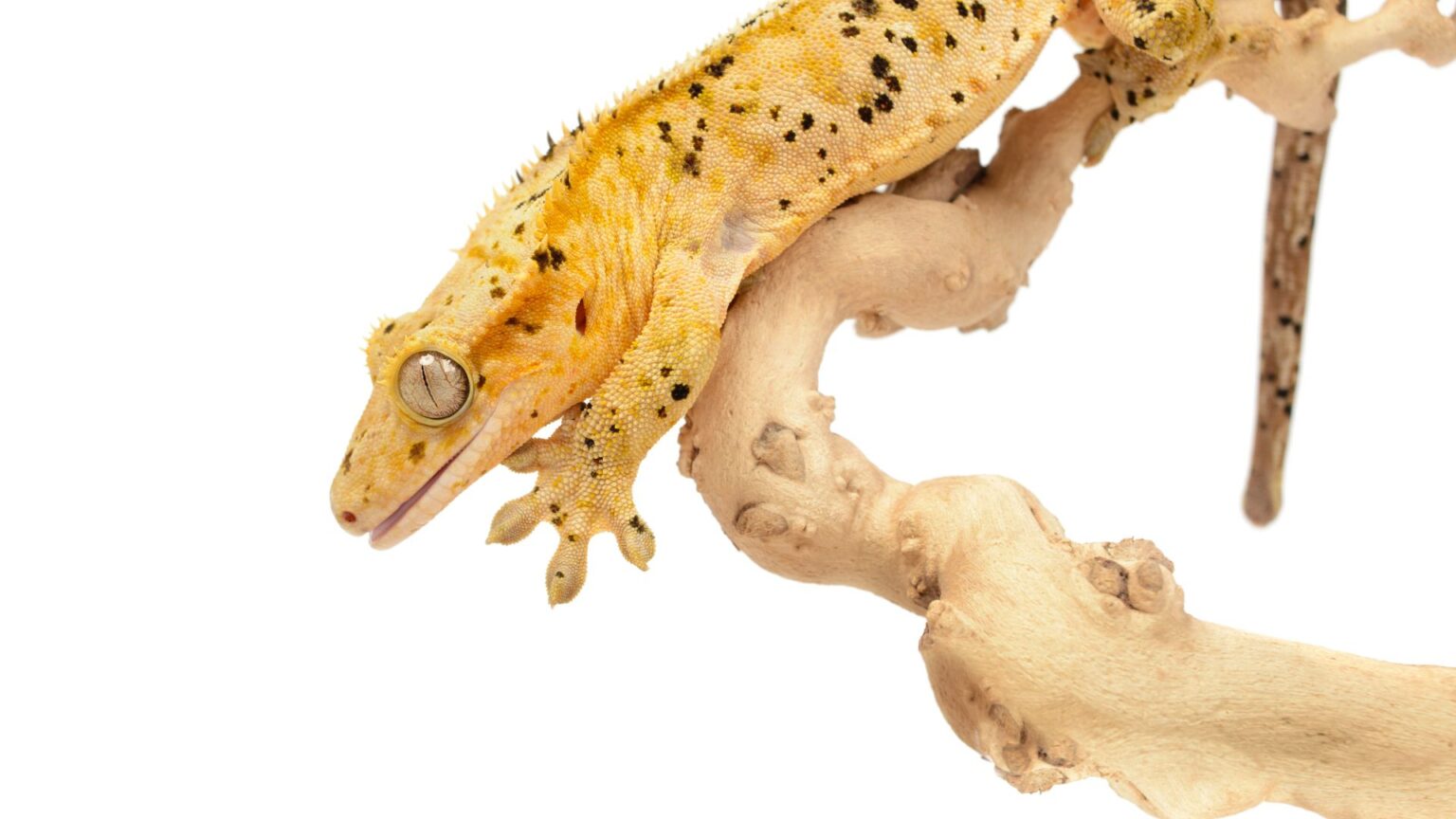 5 Reasons Why Is My Crested Gecko Hiding Pet Engineers