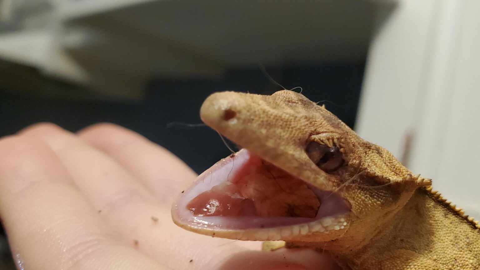 10 Common Diseases in Crested Geckos Causes, Signs, Treatments, and