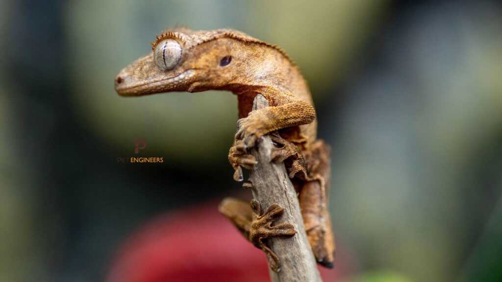 crested gecko