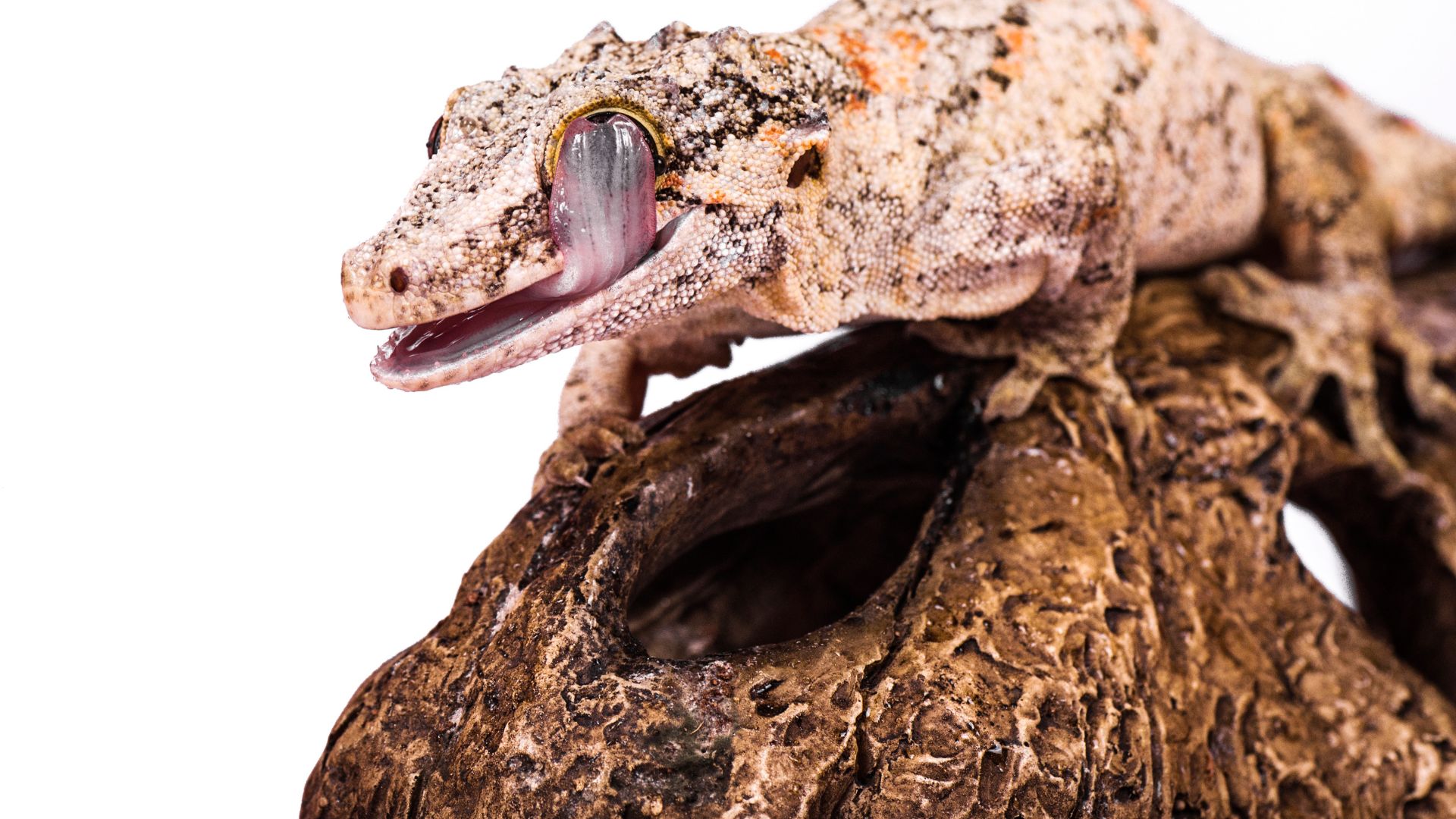 Can Crested Geckos and Gargoyle Geckos Live Together? Pet Engineers