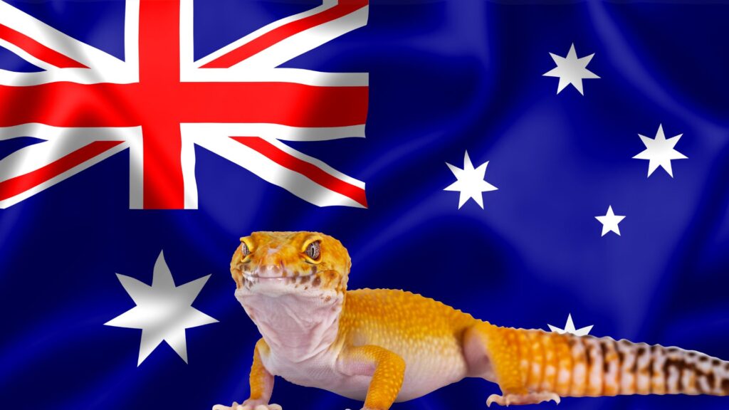 What Geckos Are Legal And Illegal In Australia? Pet Engineers