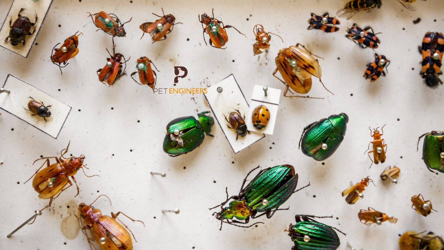 Crested Gecko Taxonomy, Habitat, Diet and More Pet Engineers