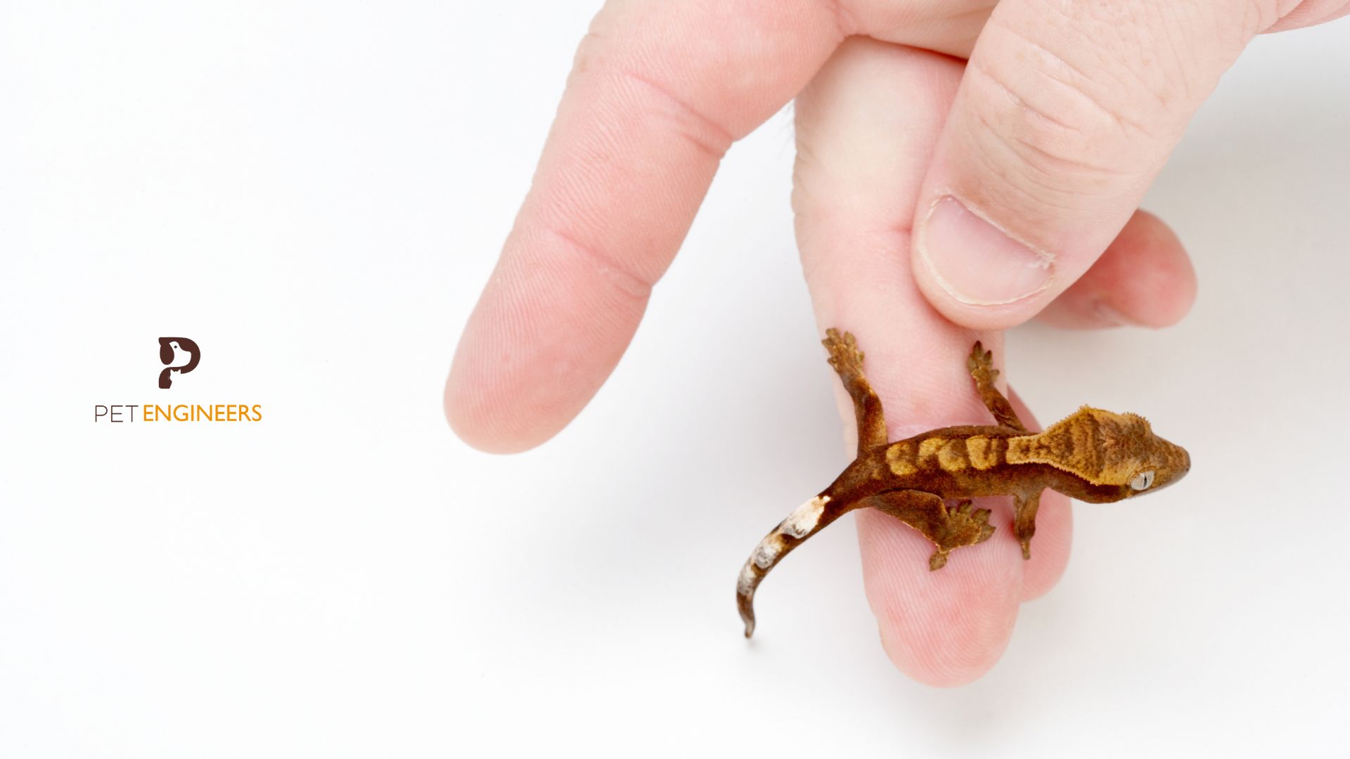 Crested Gecko Shedding Guide 101 What To Do When Your Crested Gecko is Shedding 2024? Pet
