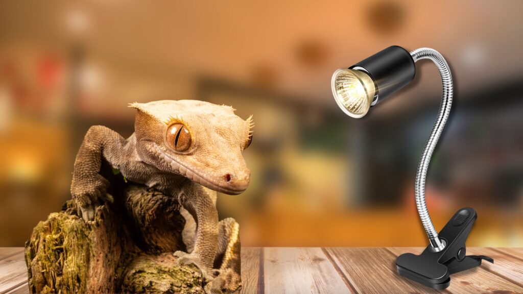 best heat lamps for crested geckos
