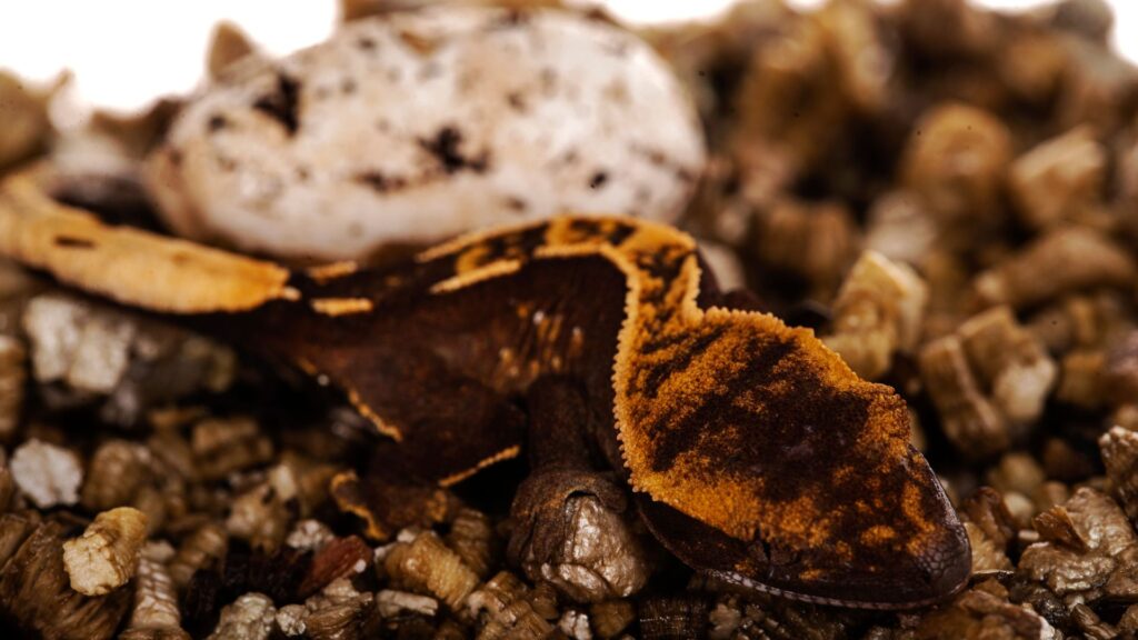 best incubators for crested gecko eggs