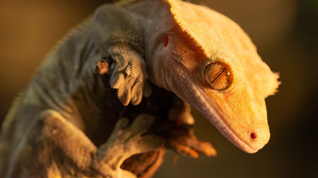 6 Best Lighting For Crested Geckos (LED, UVA, UVB, and UVC) 2023 Pet Engineers