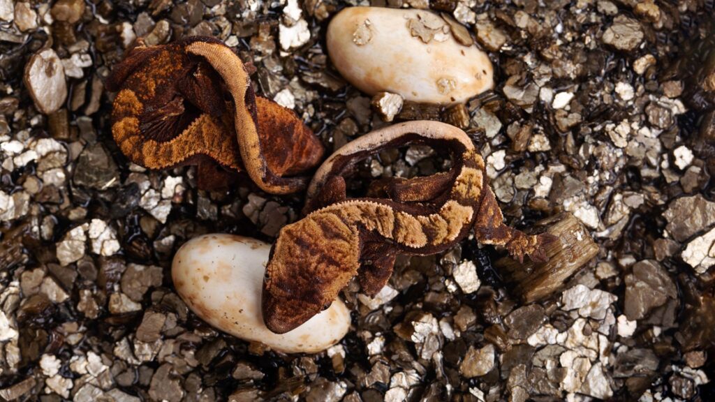 best substrate for crested gecko eggs