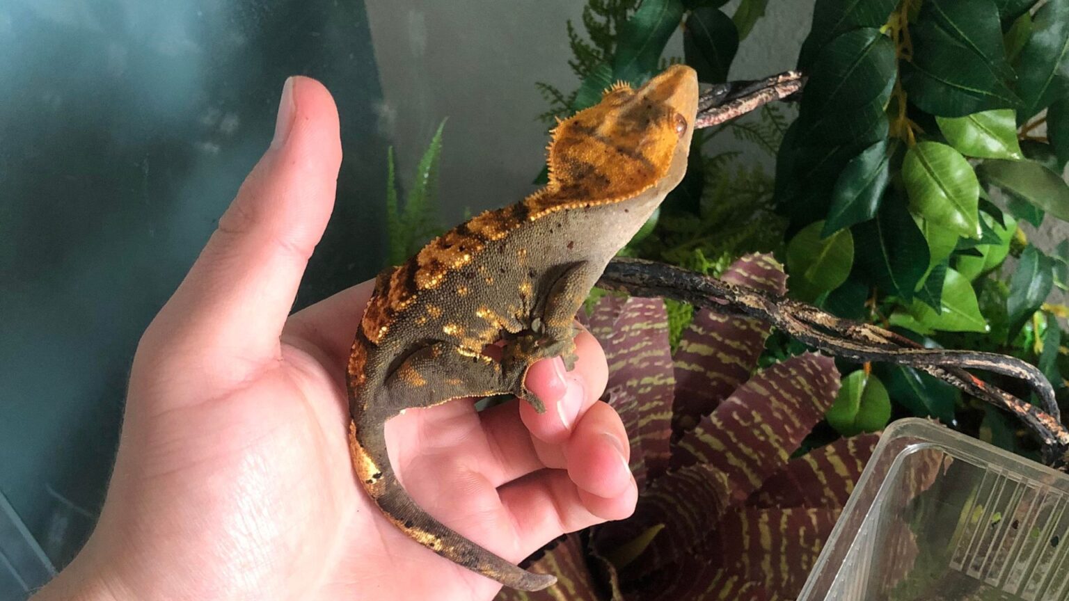 Can Crested Geckos Live With Green Anoles Or Not? Pet Engineers