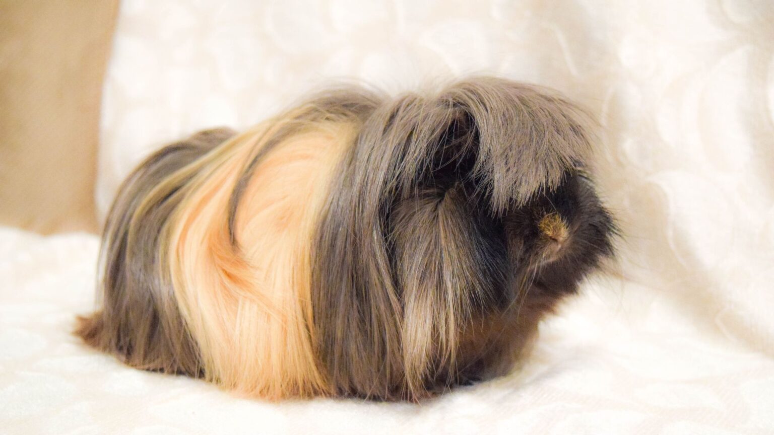 Everything You Need to Know About Guinea Pigs in 2024 Pet Engineers