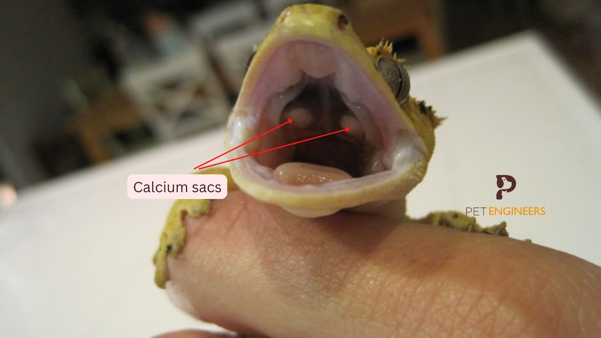 Crested Gecko Calcium Sacs An indepth Guide Pet Engineers