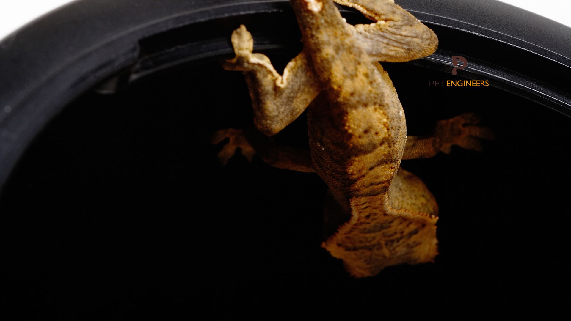 crested gecko climbing into bowl