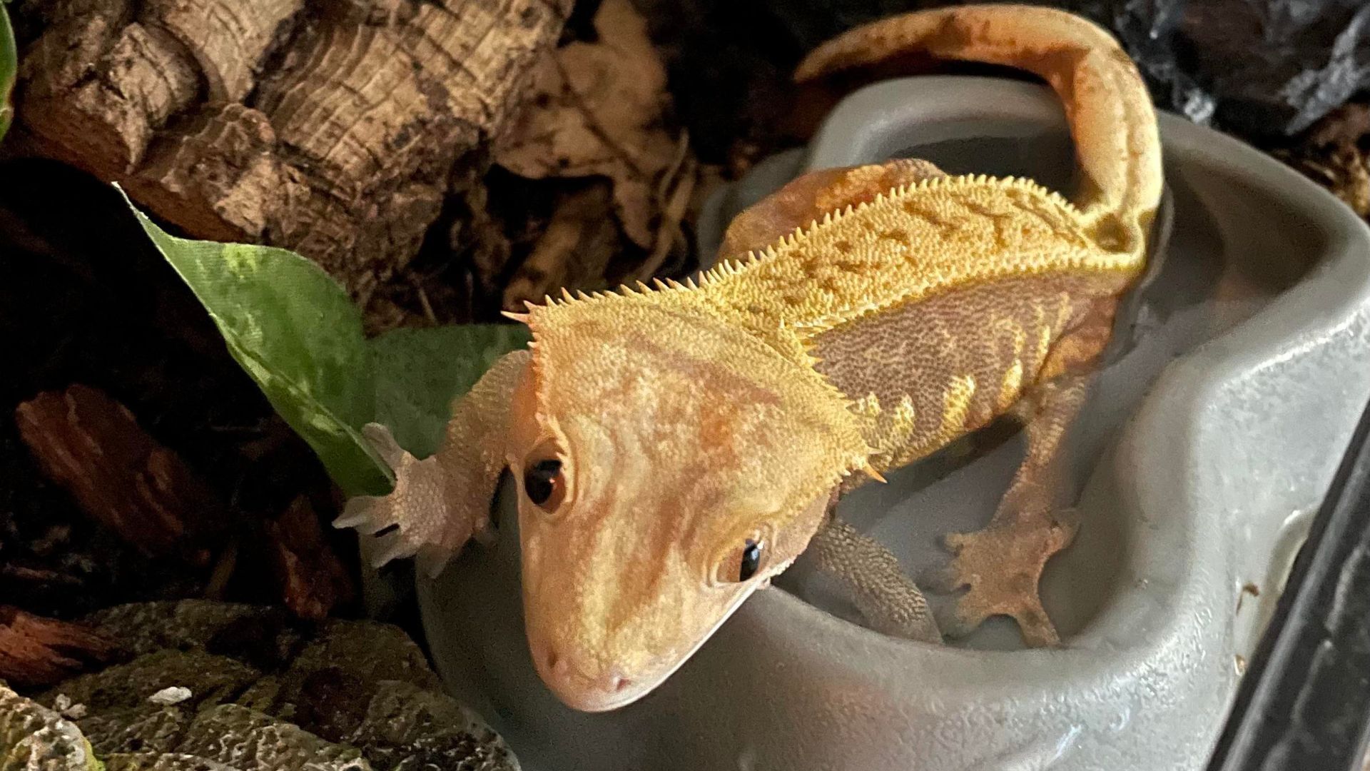 Crested Gecko Shedding Guide 101 What To Do When Your Crested Gecko is