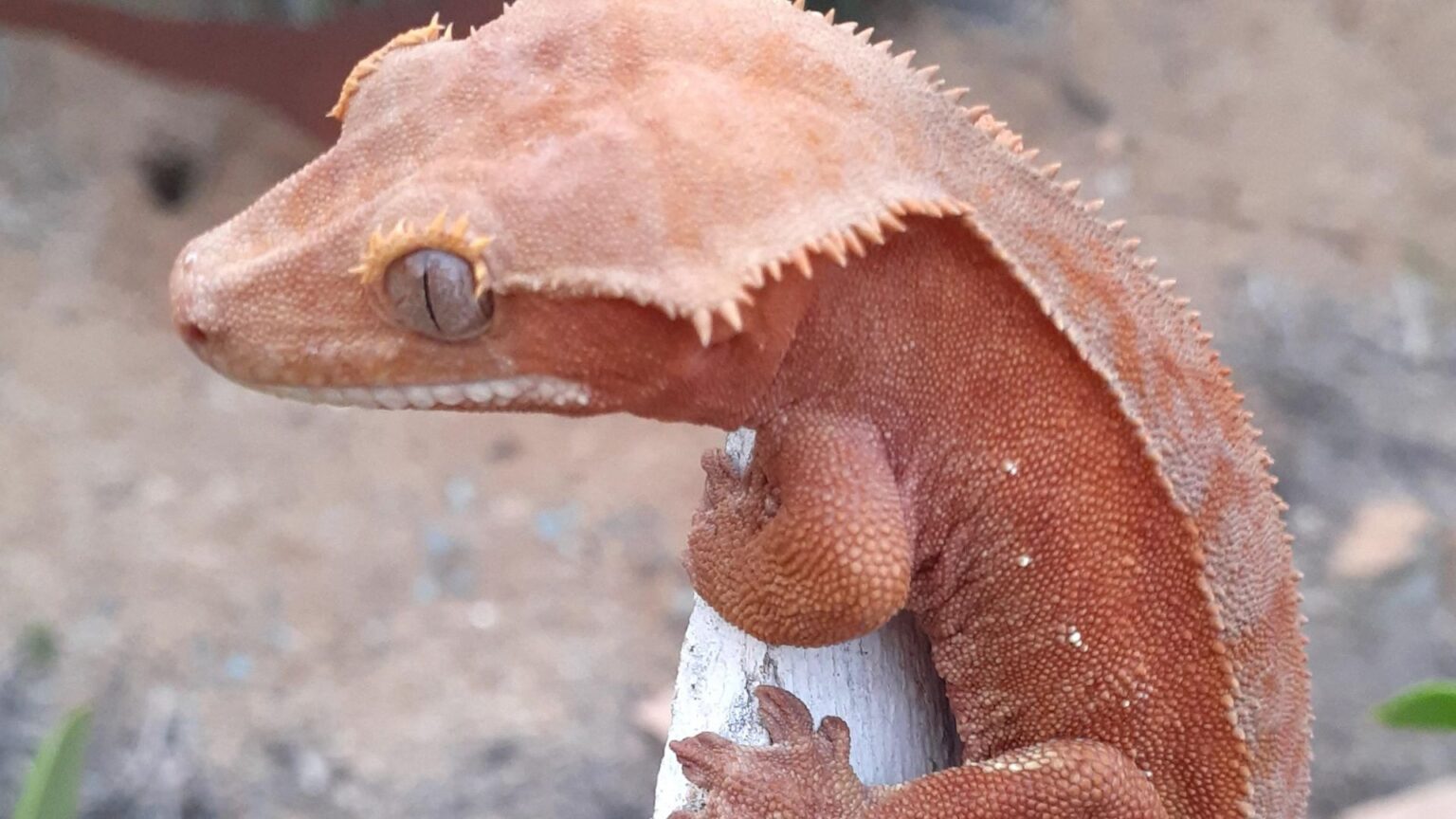 Do Crested Geckos Bite And How To Stop Them 2025 Pet Engineers