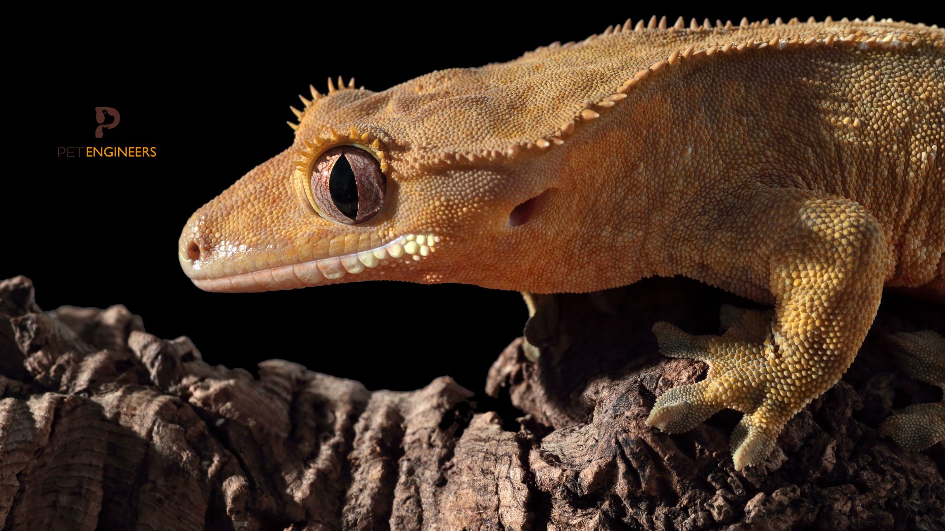 Here's What Crested Gecko Sounds and Noises Mean Pet Engineers