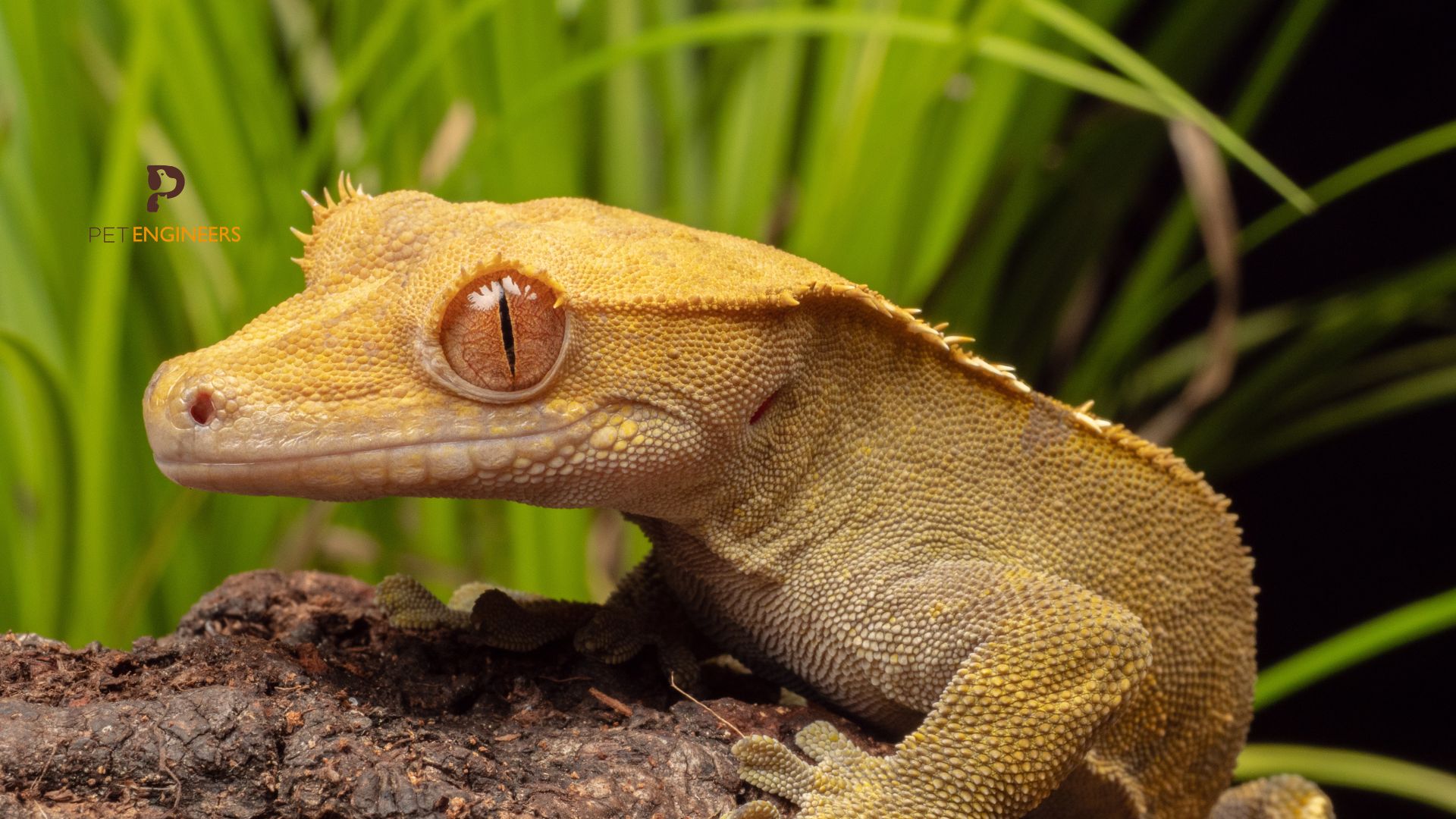 Why Your Crested Gecko's Throat Is Moving Fast And If It’s A Bad Thing