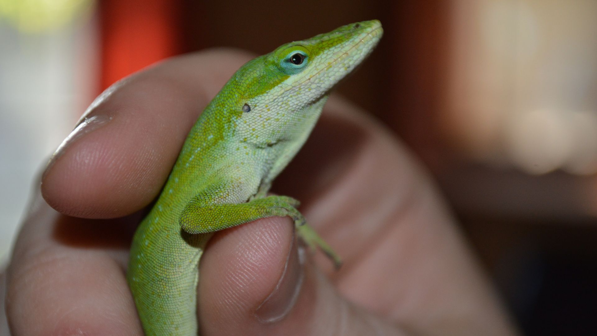 Can Crested Geckos Live With Green Anoles Or Not? Pet Engineers