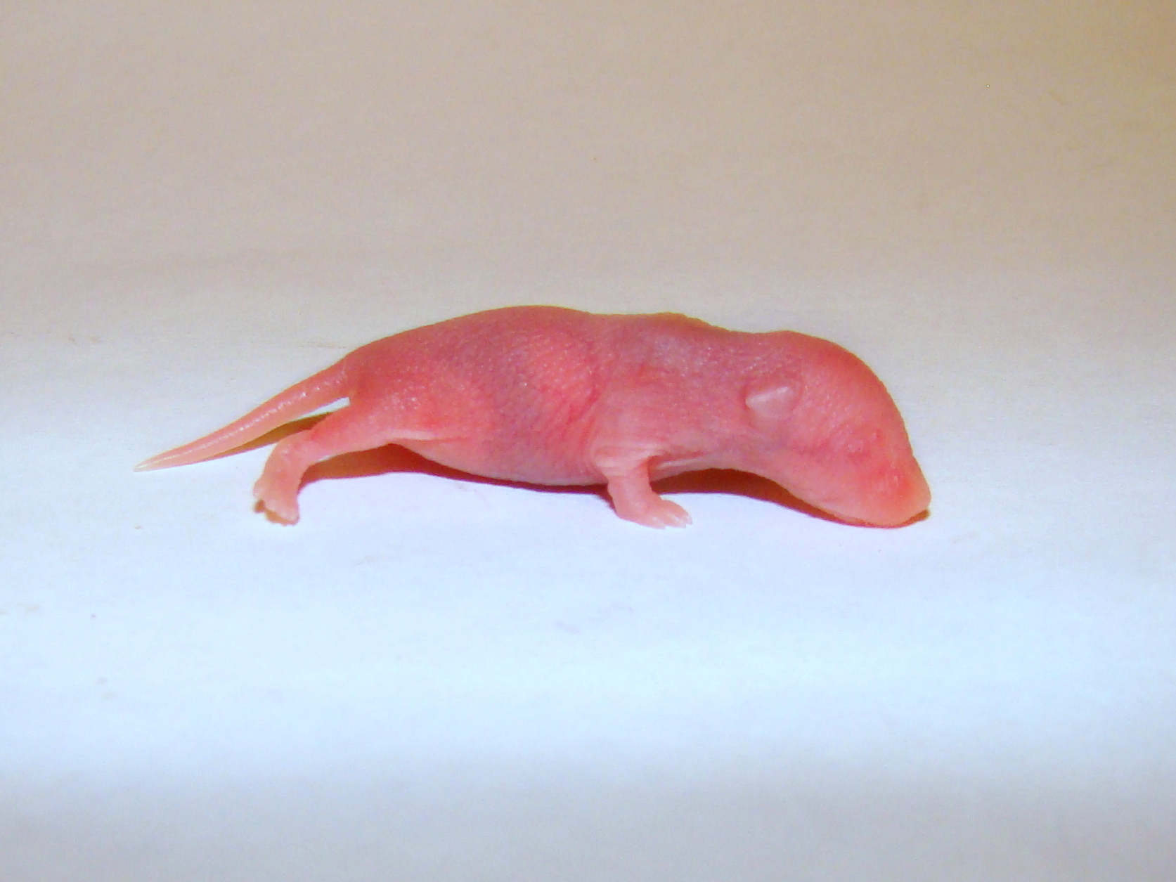 Can Tokay Geckos Eat Pinky Mice or Not? Pet Engineers