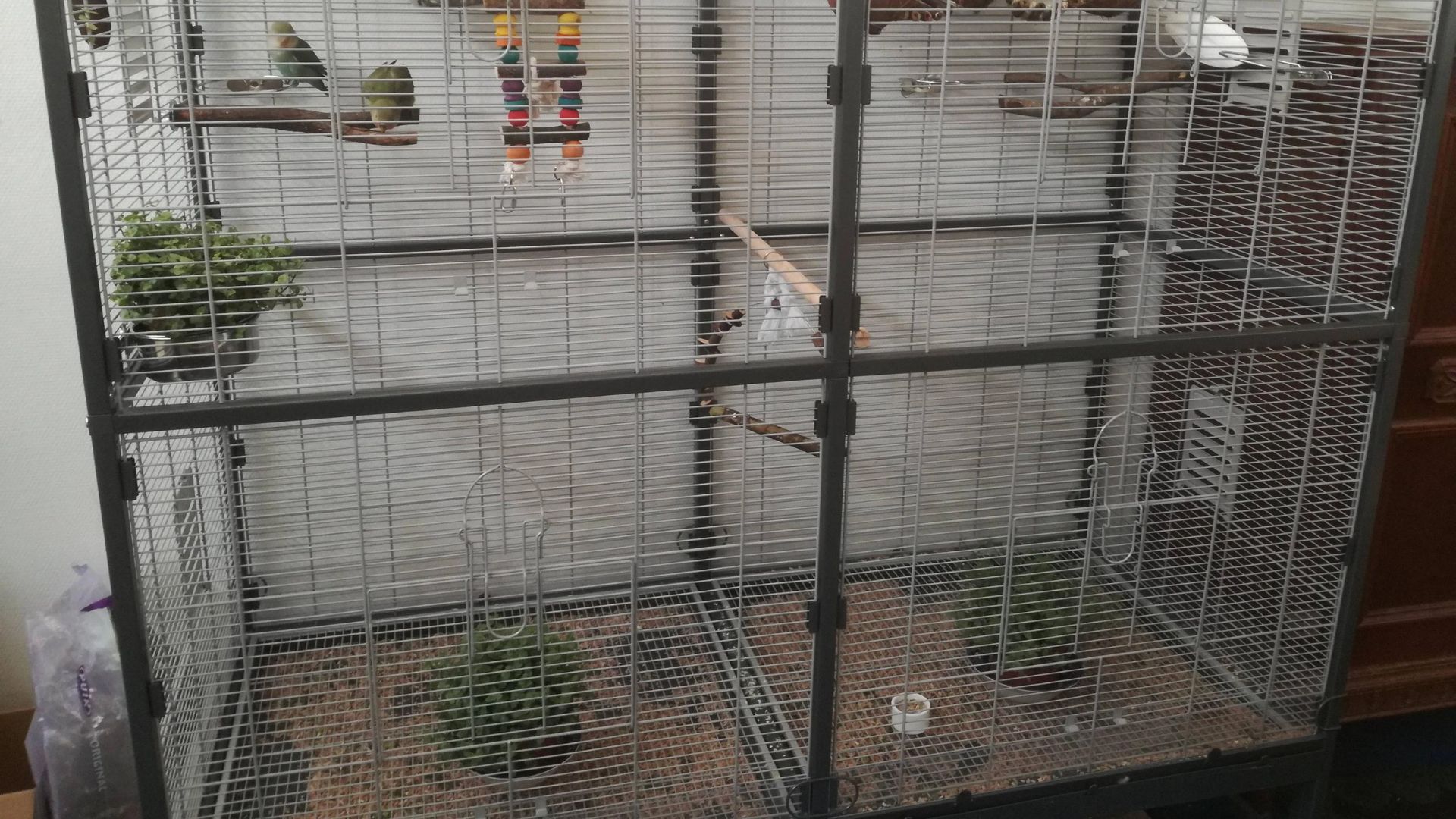 Everything You Need to Know About Zebra Finch in 2024 Pet Engineers