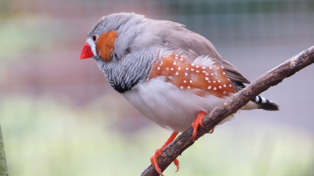 Everything You Need to Know About Zebra Finch in 2024 Pet Engineers