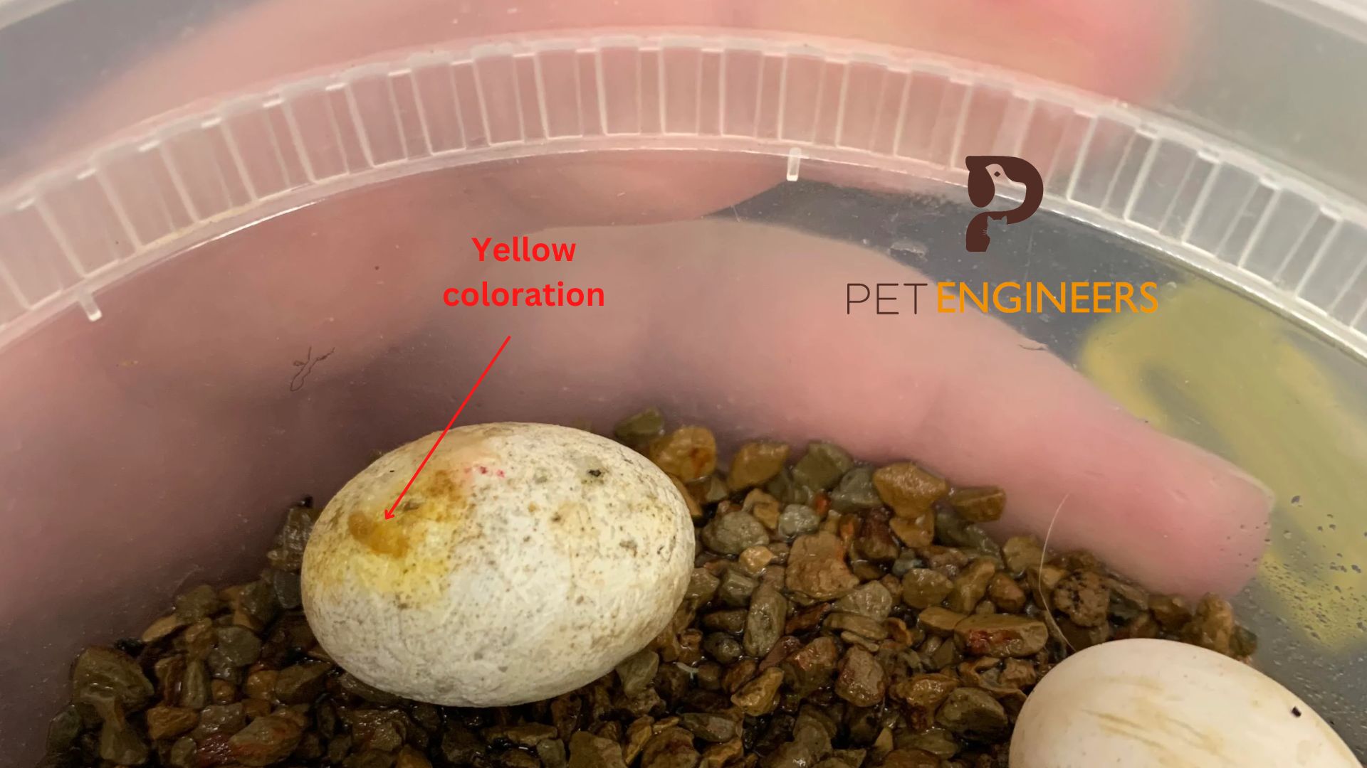 Crested Gecko Eggs Hatching Signs your Guide 2024 Pet Engineers
