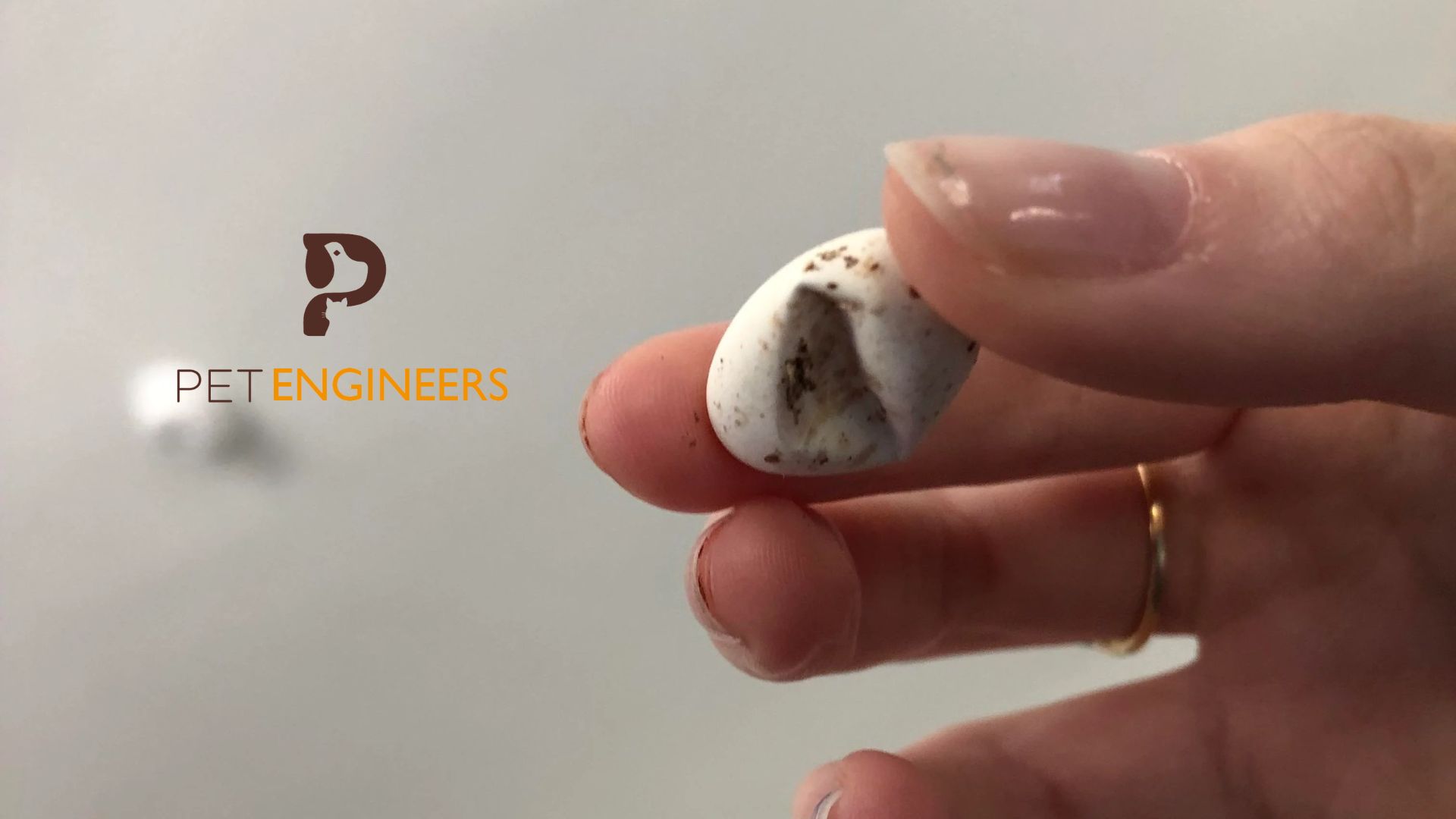 Crested Gecko Eggs Hatching Signs your Guide 2024 Pet Engineers