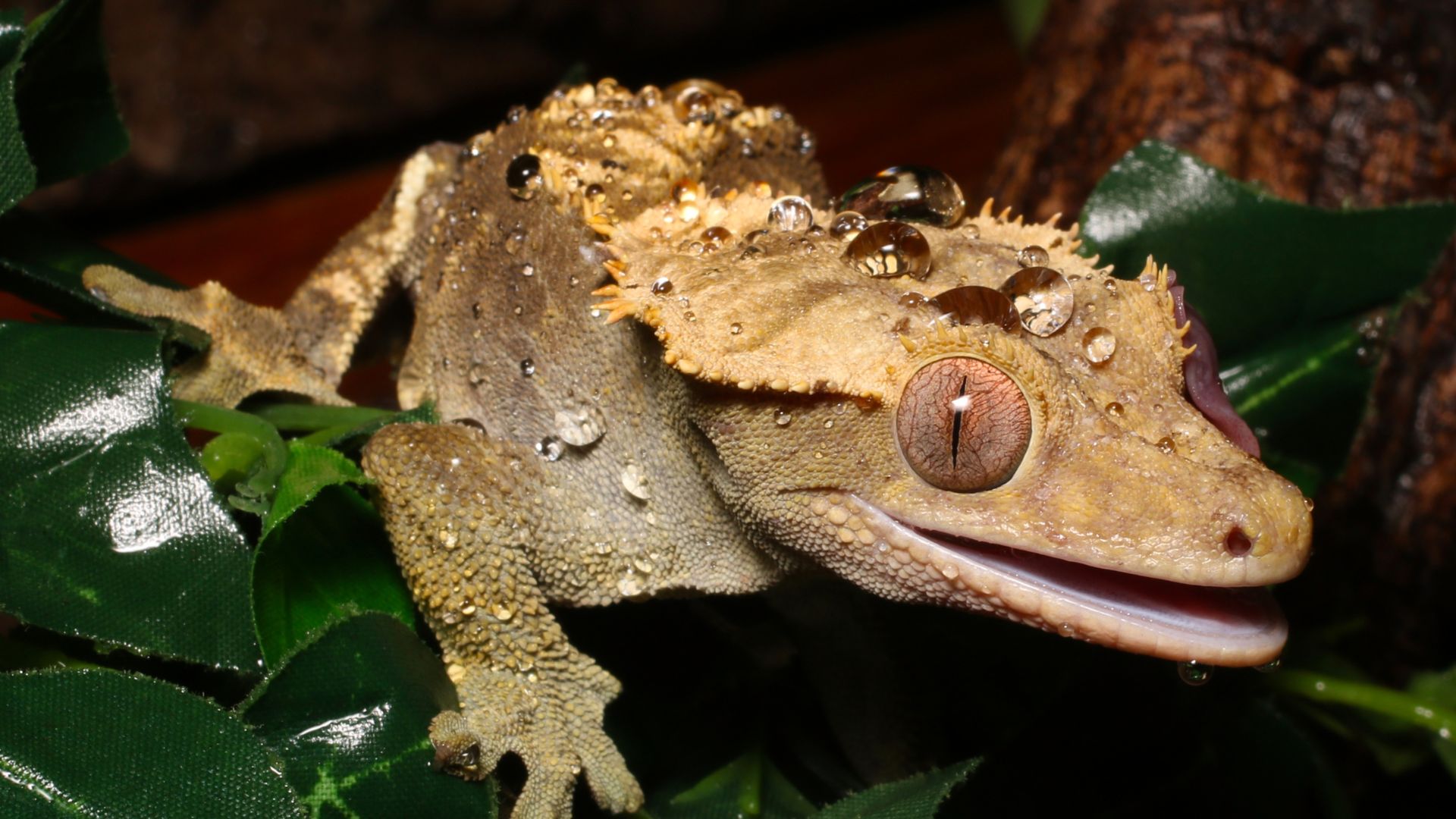 crested gecko