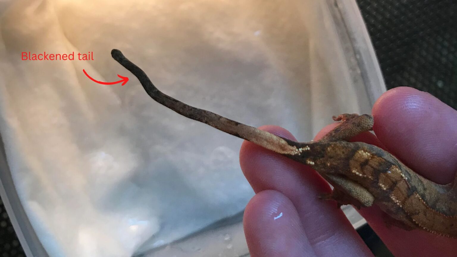 How To Treat Crested Gecko Tail Rot (Black Tail) 2024 Pet Engineers