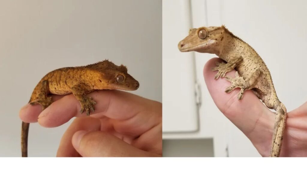 Fired Up vs Fired Down Crested Gecko Why It Happens? Pet Engineers
