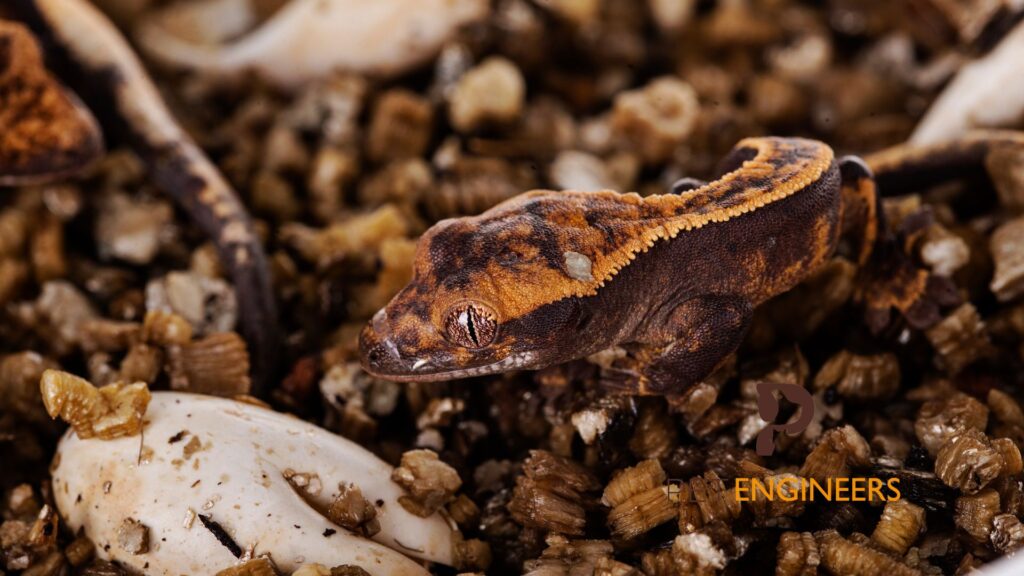4 Reasons Why Your Crested Gecko Eggs Dented Pet Engineers