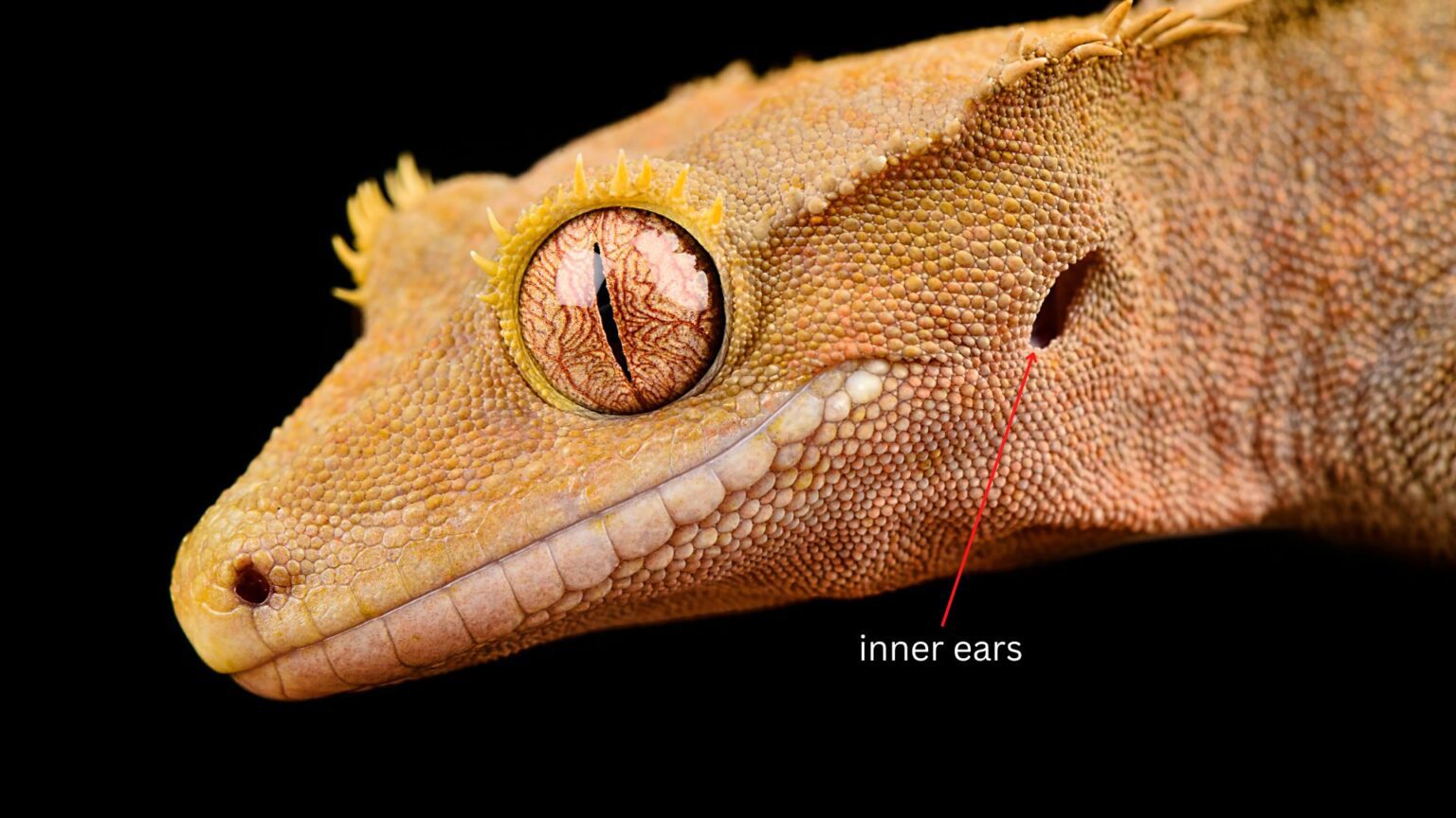 Do Crested Geckos Hear And How Good Is Their Hearing? Pet Engineers