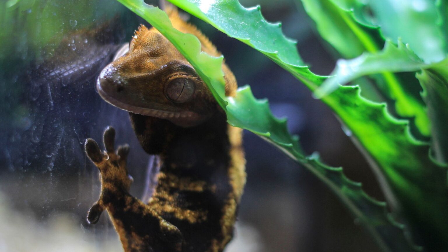 3 Reasons Why is Your crested Gecko Jumping at Glass Pet Engineers