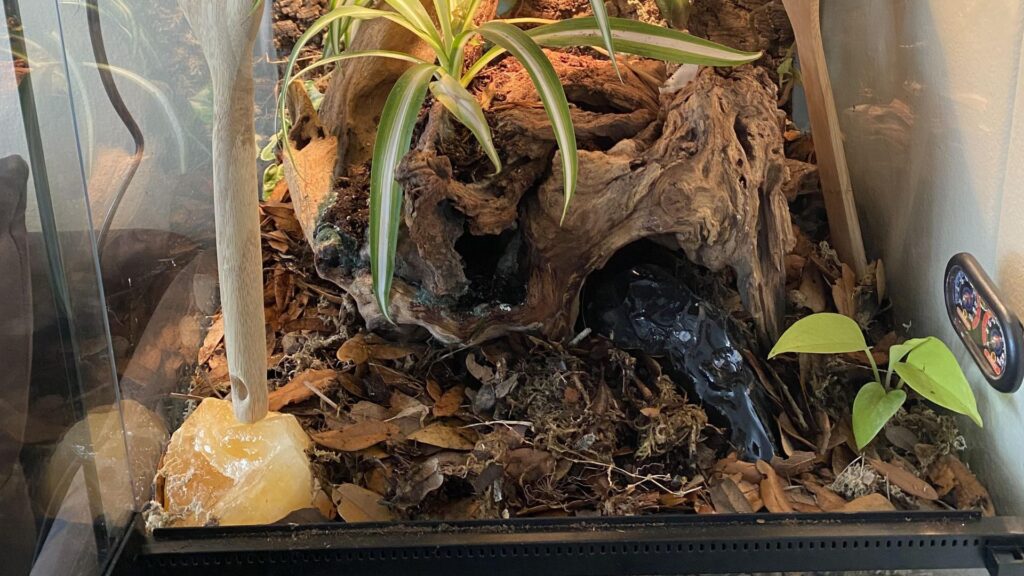 crested gecko tank heating
