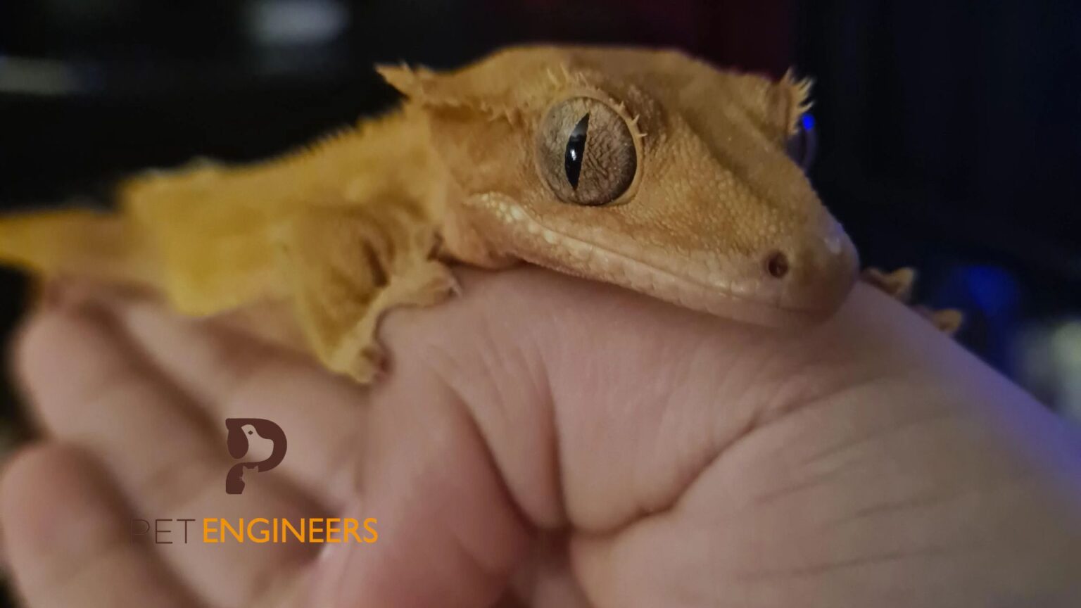 How To Prevent Crested Gecko Dehydration Your Guide For 2024 Pet