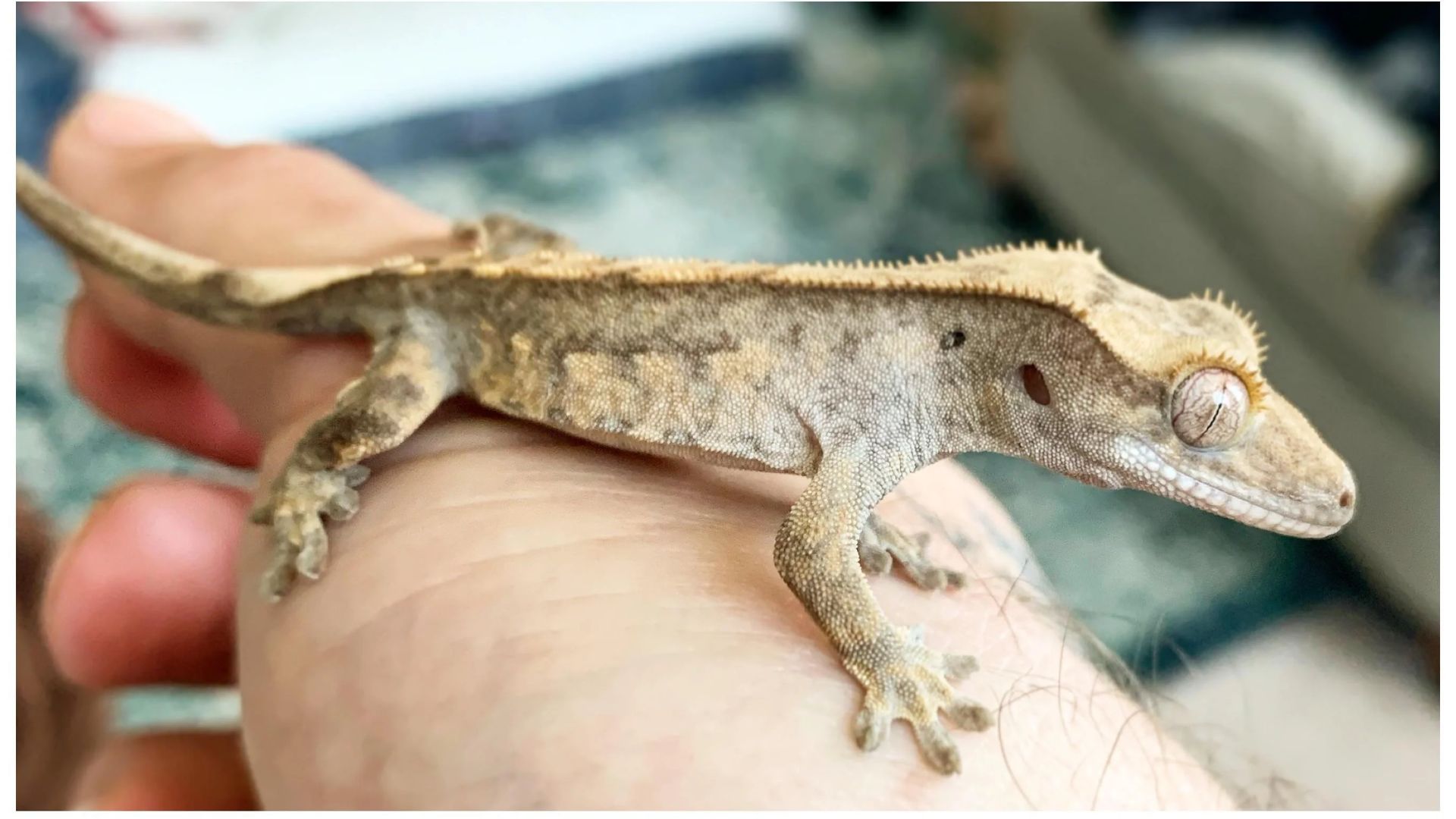 Fired Up vs Fired Down Crested Gecko Why It Happens? Pet Engineers