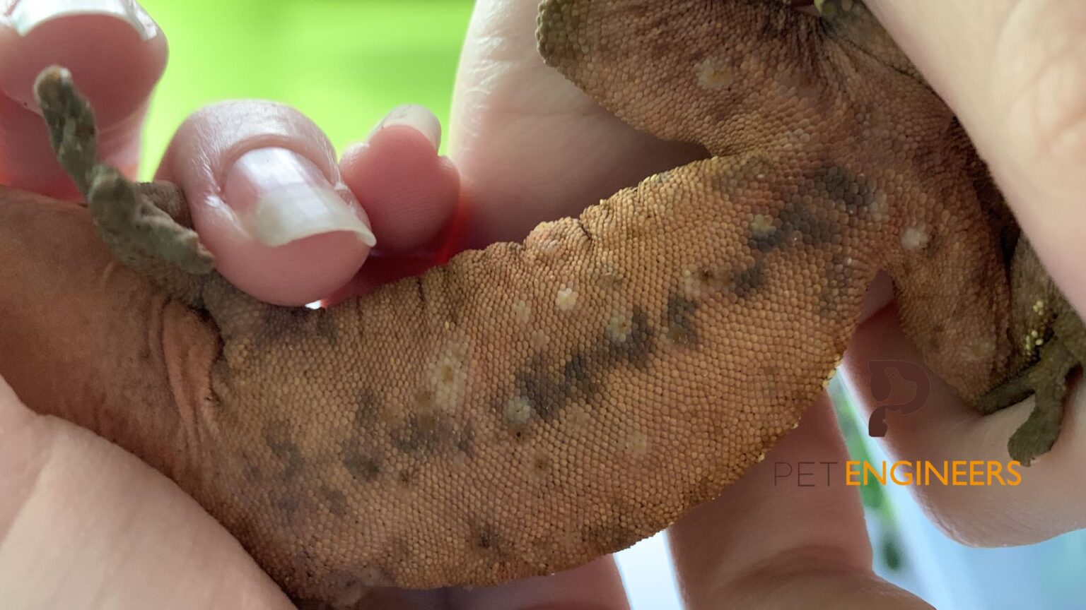 10 Common Diseases in Crested Geckos Causes, Signs, Treatments, and