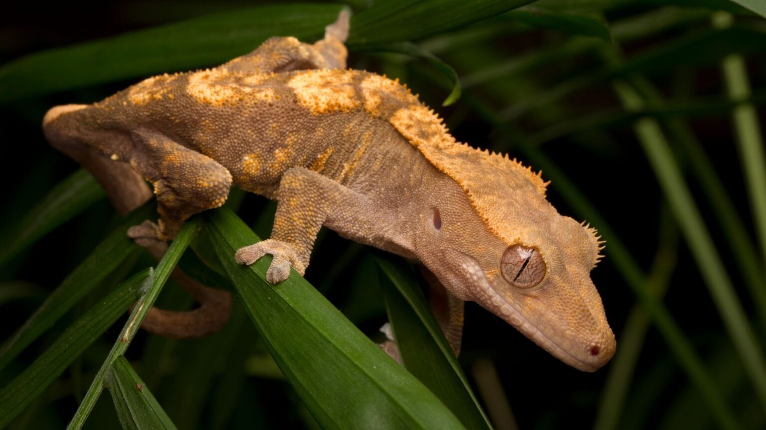 Picture of How To Prevent Crested Gecko Dehydration: Your Guide For 2026 | Pet ...