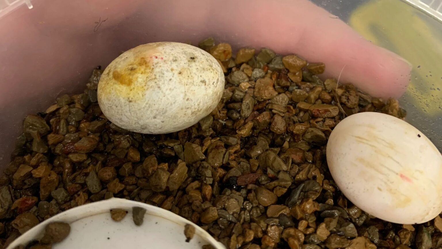 Crested Gecko Egg Incubation and Candling An InDepth Guide Pet