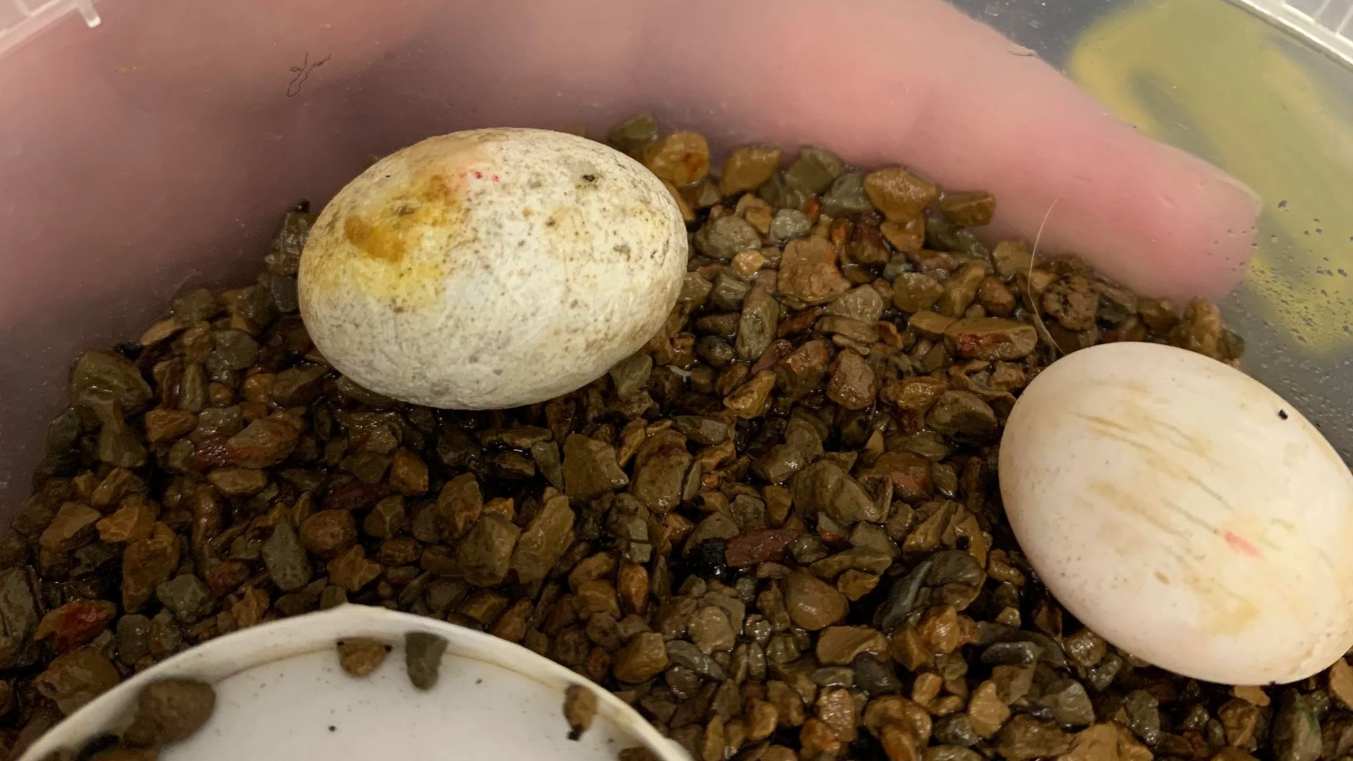 Crested Gecko Egg Incubation and Candling An InDepth Guide Pet