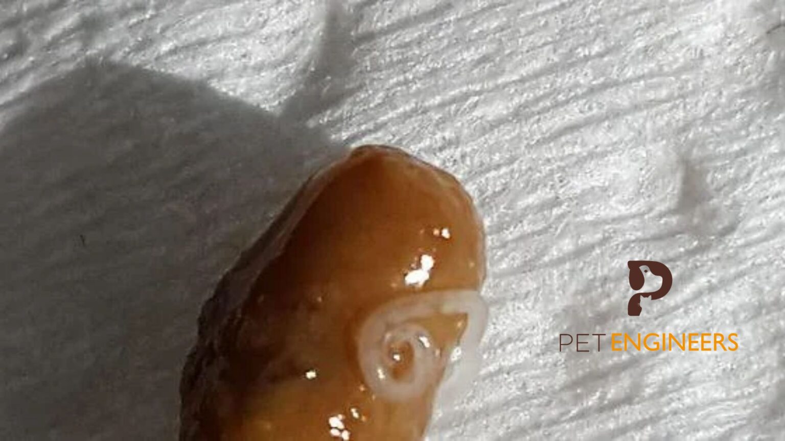 10 Common Diseases in Crested Geckos Causes, Signs, Treatments, and