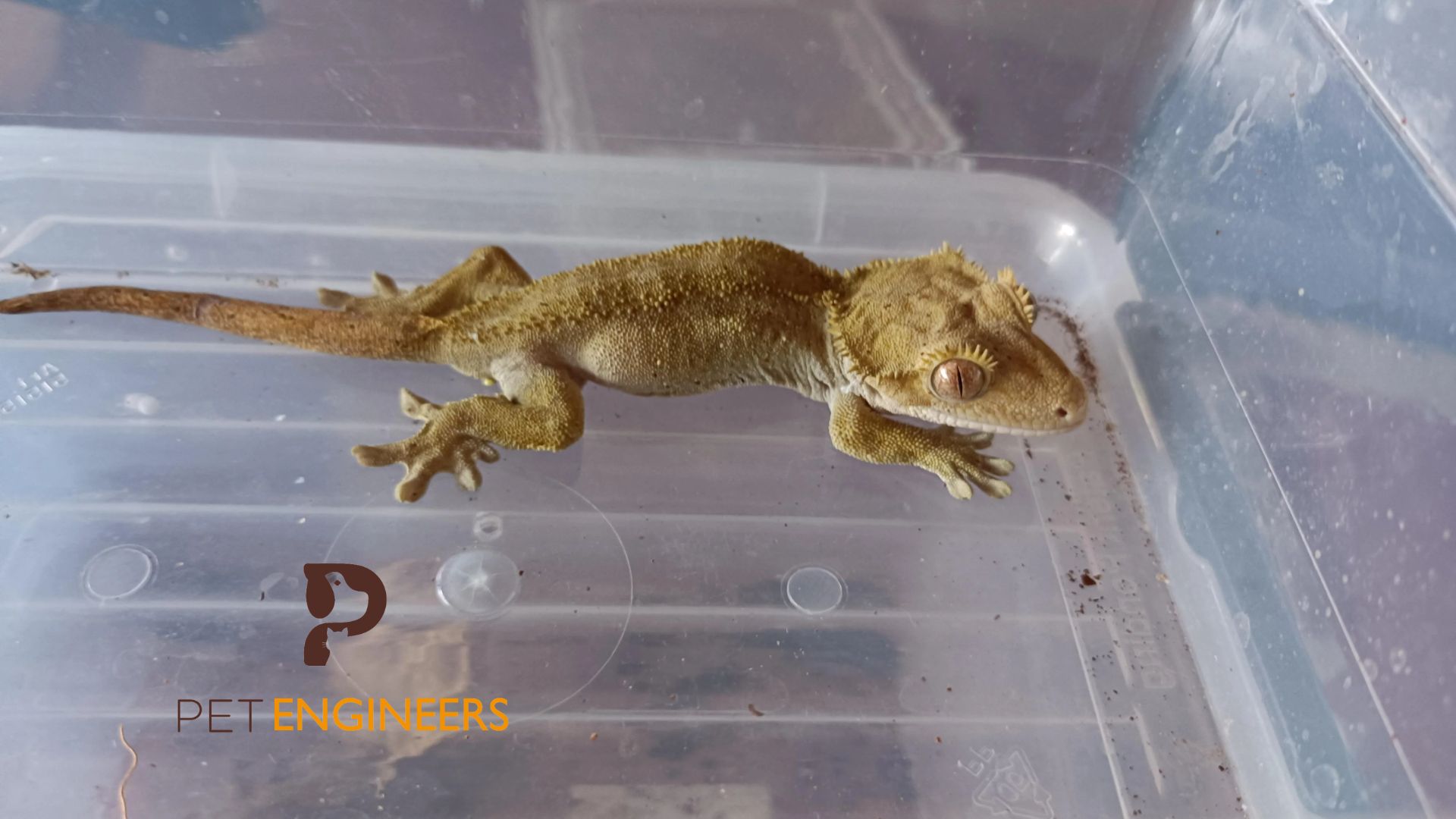 Crested Gecko Egg Incubation and Candling An InDepth Guide Pet
