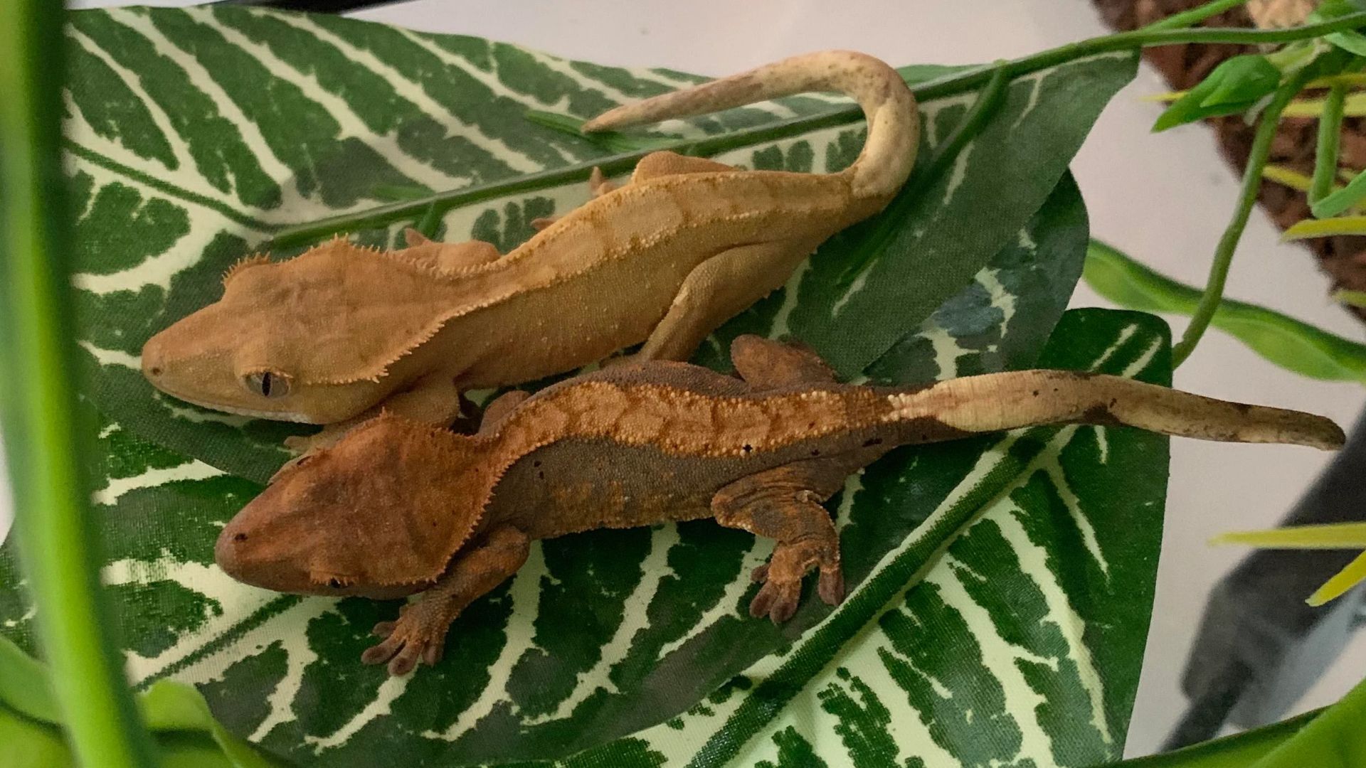 Keeping 1 vs Multiple Crested Geckos A good Idea To Do? Pet Engineers