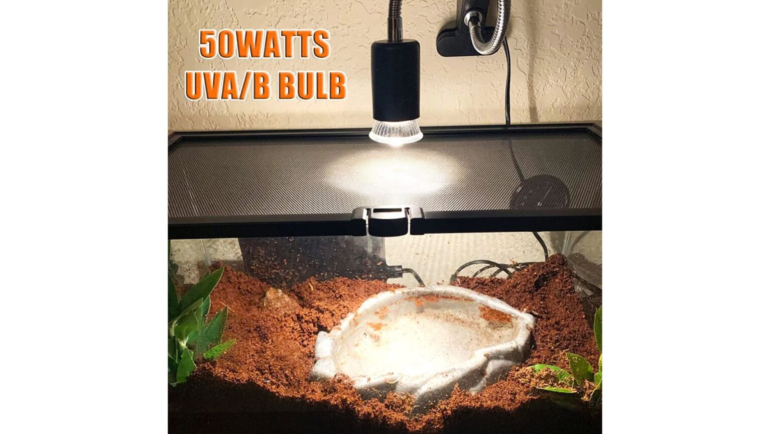 Blue vs Red Lights For Crested Gecko Which is Better? Pet Engineers