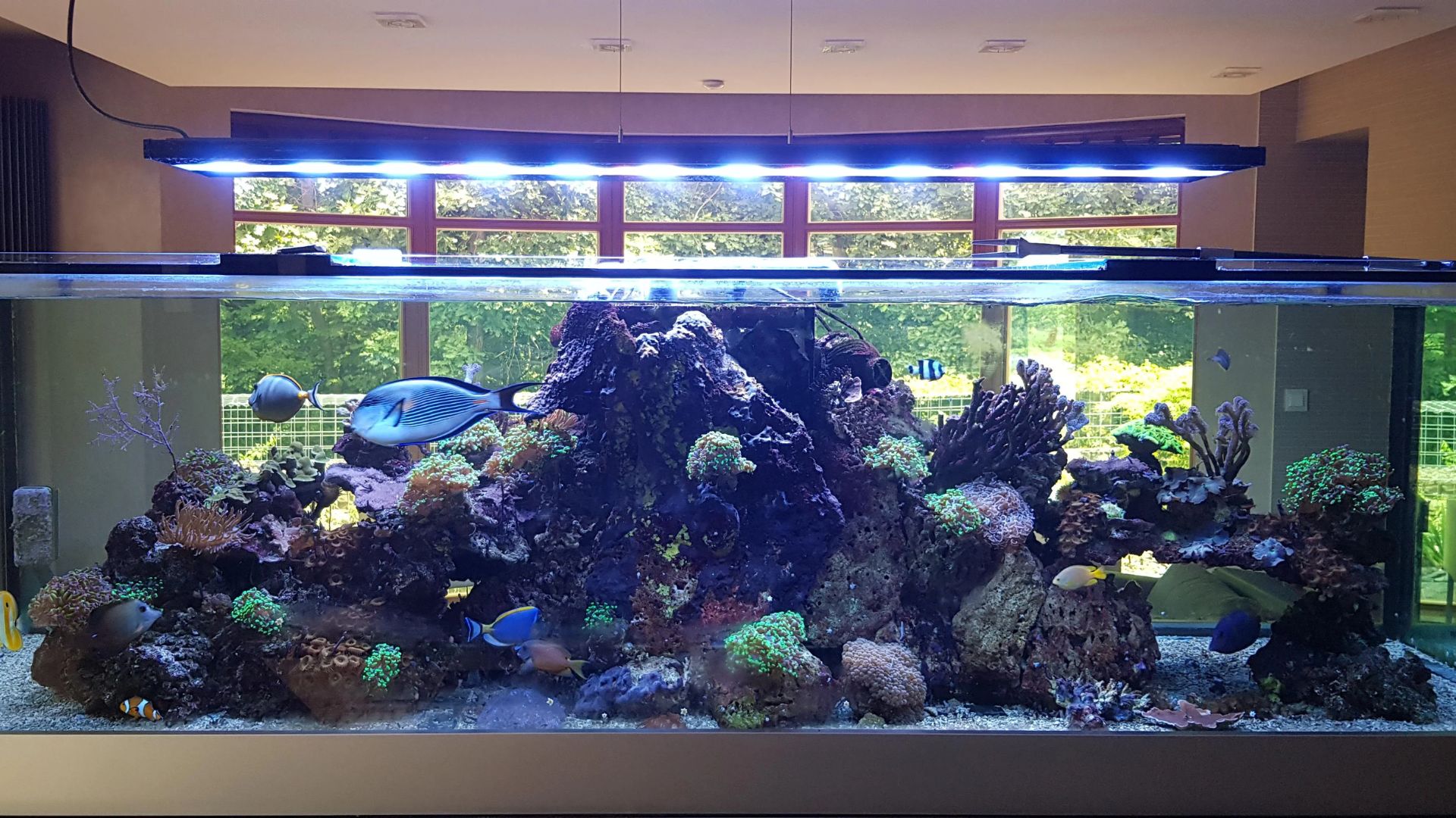 Crested Gecko Tank Size & Enclosure Guide 101 How To Choose The Right