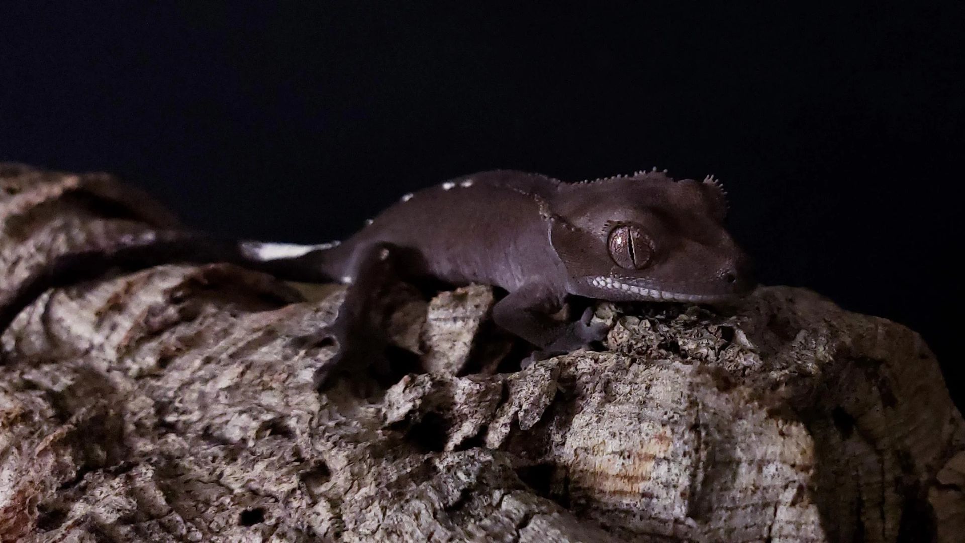 axanthic crested gecko