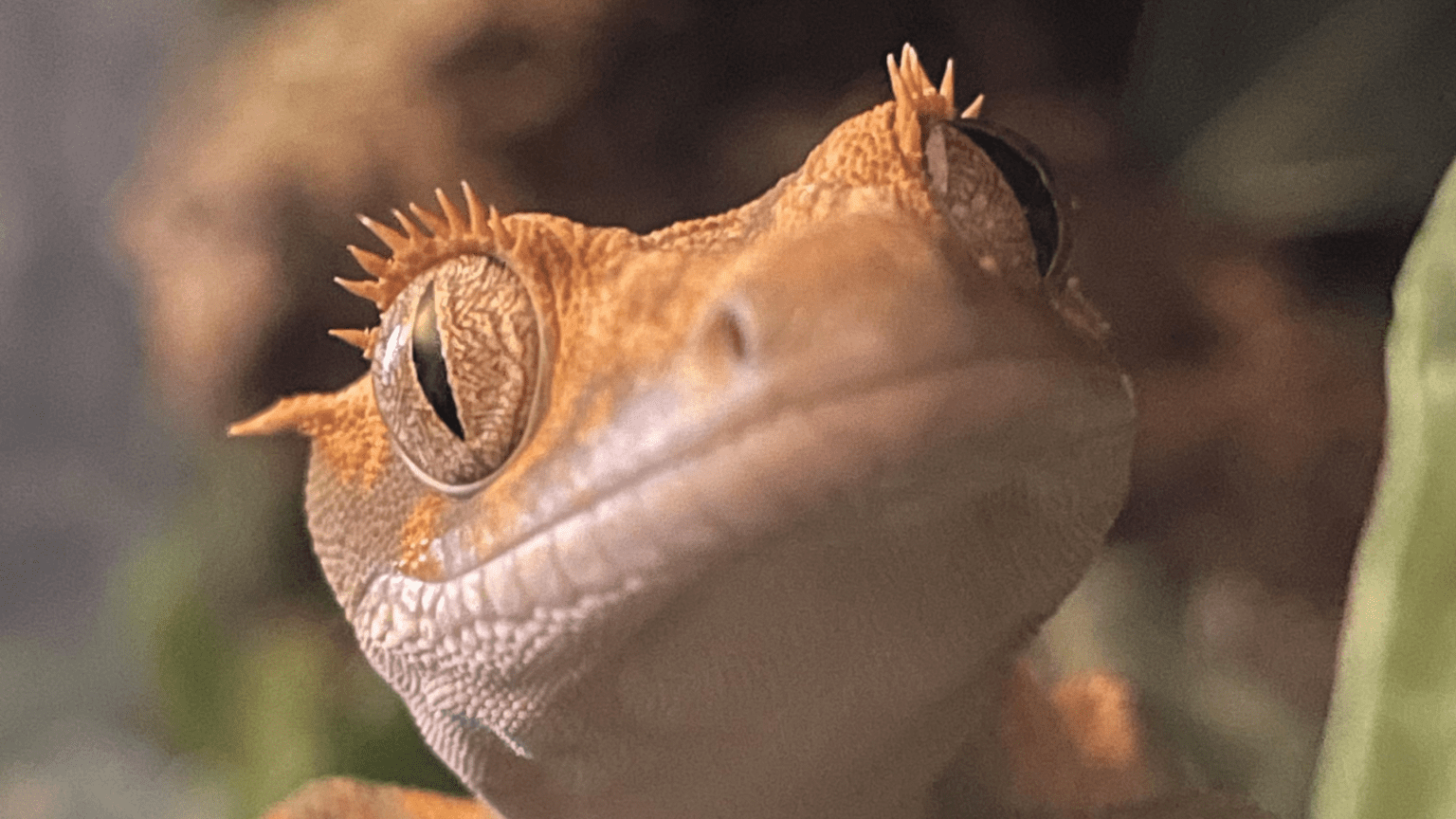 Crested Gecko Accessories & Supplies Your For Guide 2024 Pet Engineers
