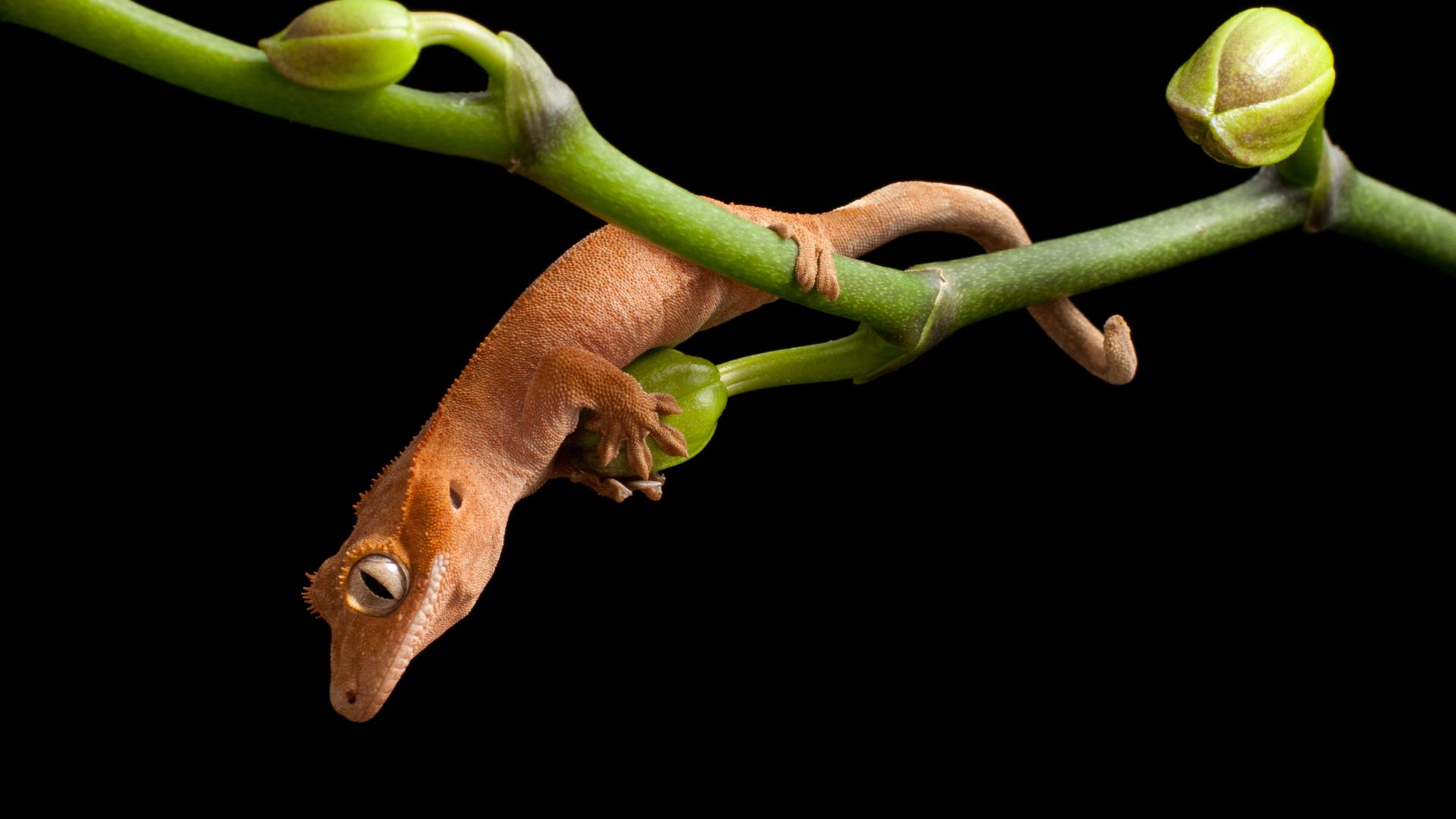 crested gecko